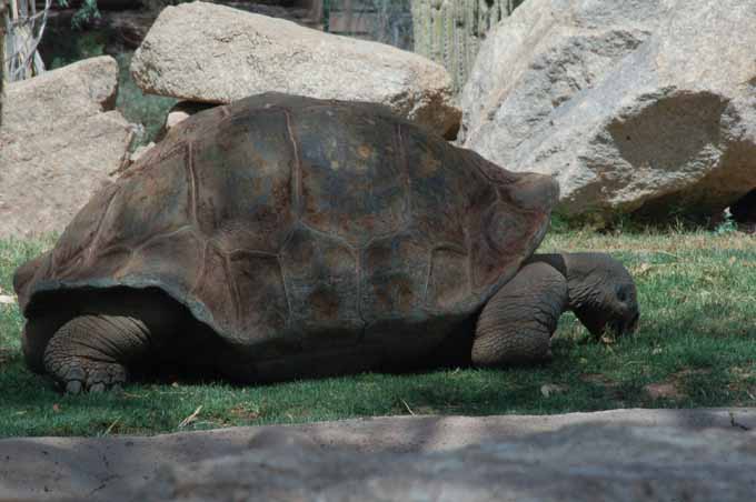a galapagos tortoise